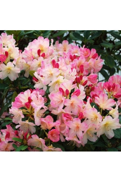 Rhododendron Percy Wiseman фото